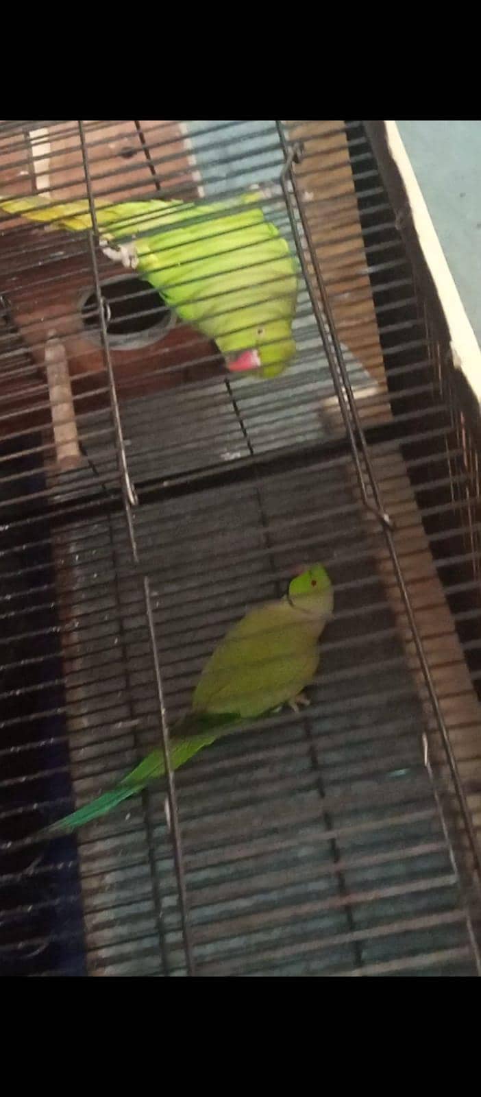 breeder pair 1