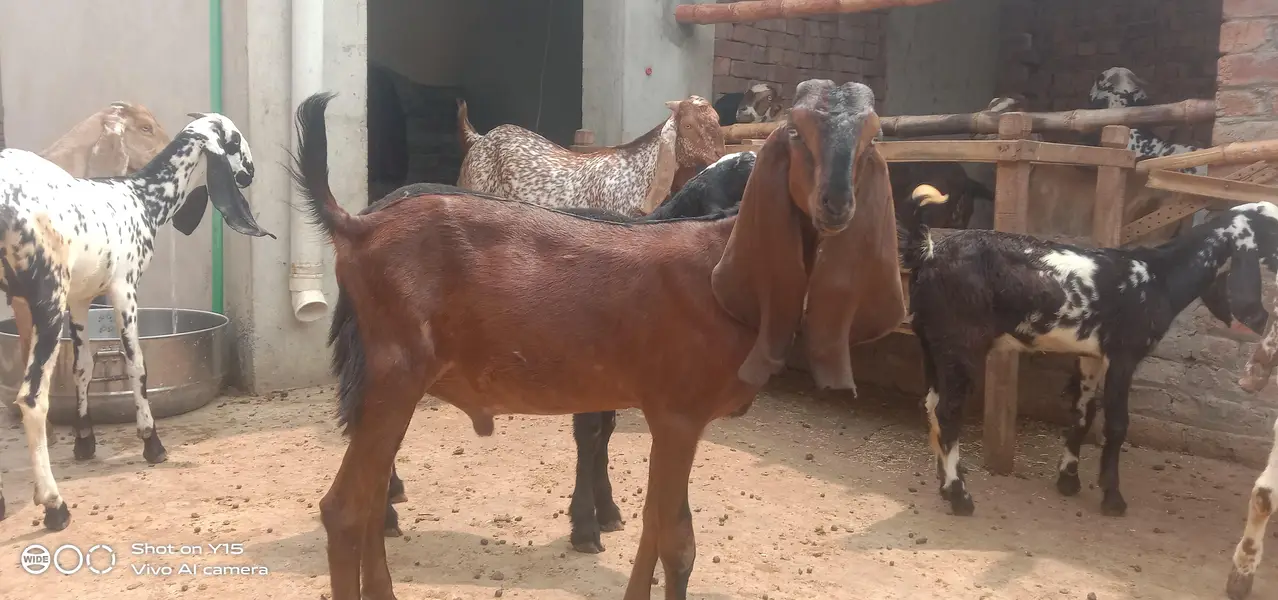 2 Dant bakra — photo 2