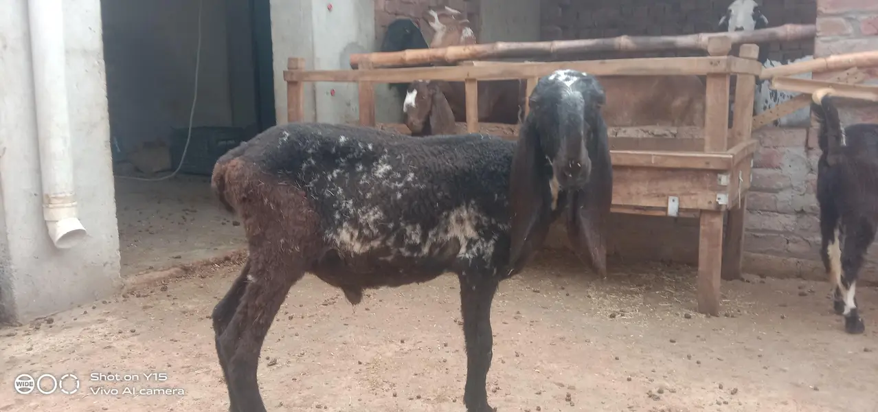 2 Dant bakra — photo 3