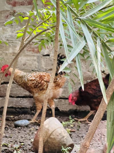 Hen chicks