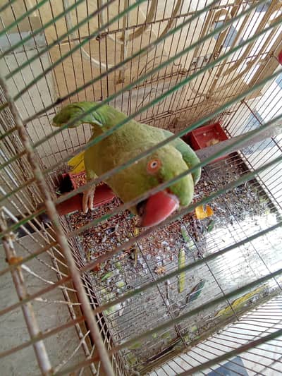 Green parrot