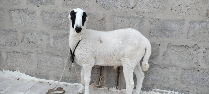 dumba for sale