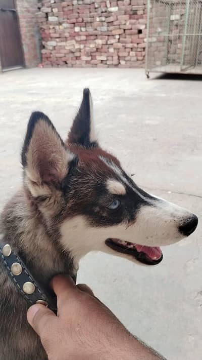 siberian husky