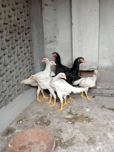 shamo and fancy chicks available