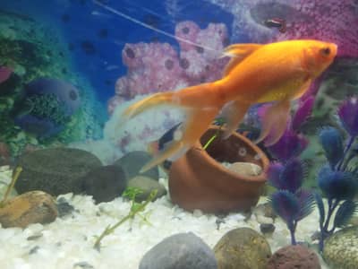 goldfish