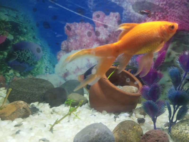 goldfish 0