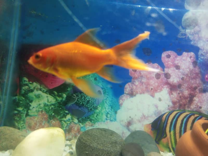 goldfish 1