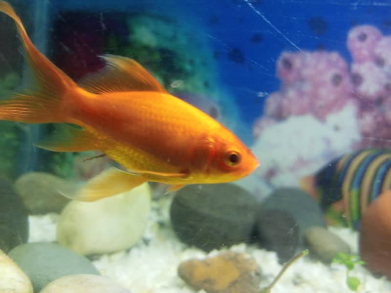 goldfish 2