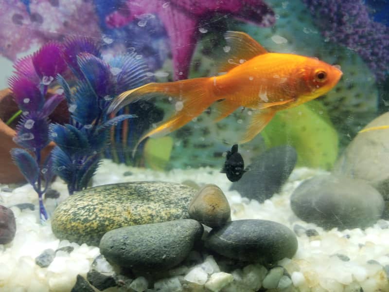 goldfish 3