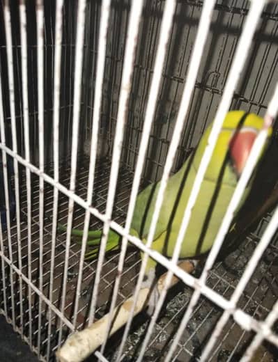 semi team ringneck parrot
