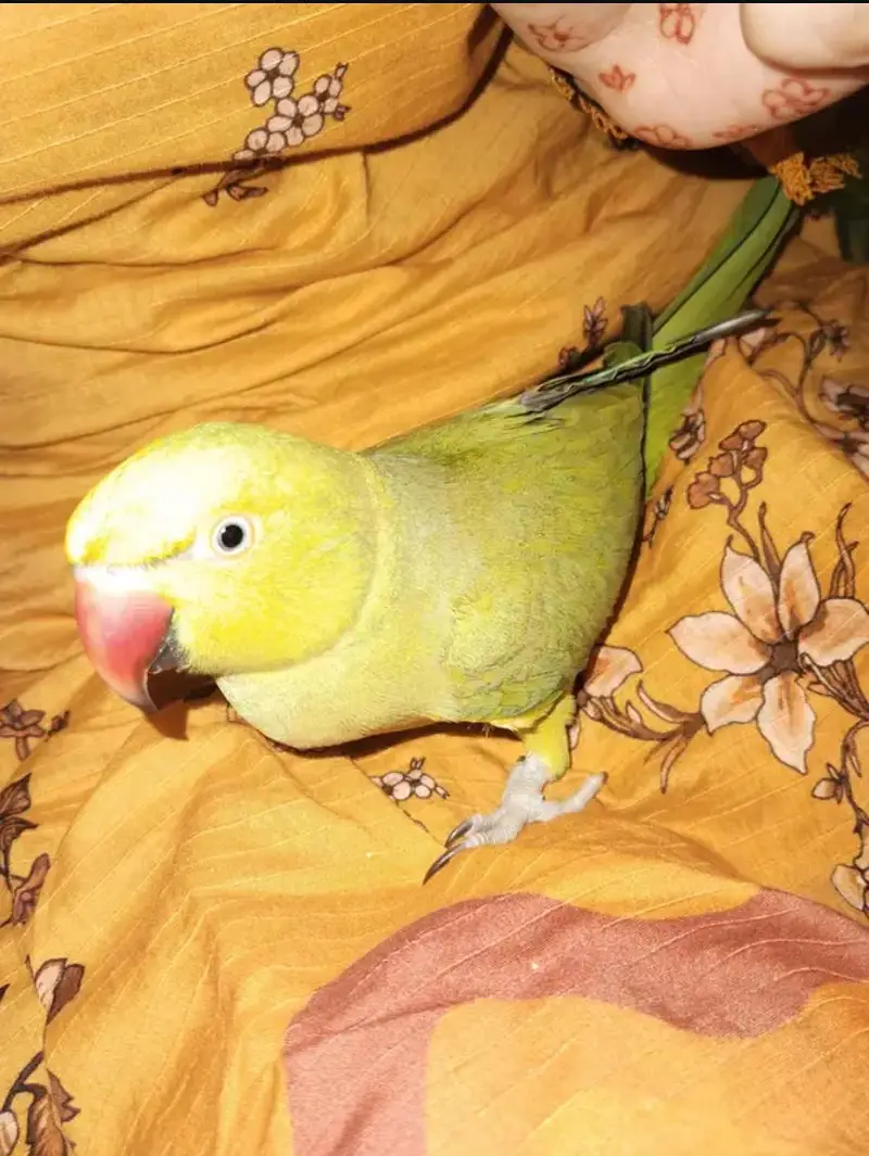 semi team ringneck parrot — photo 2
