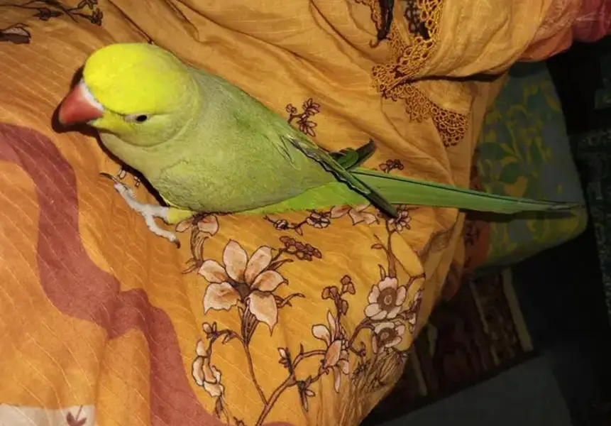 semi team ringneck parrot — photo 3