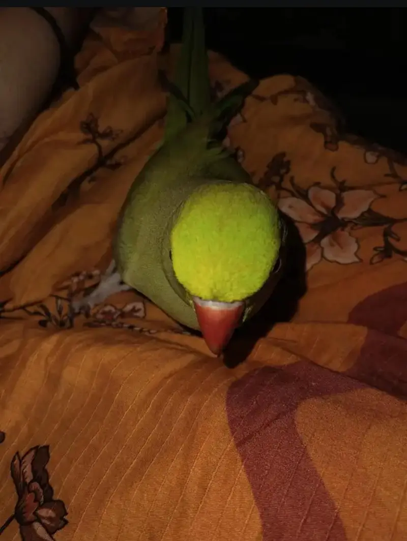 semi team ringneck parrot — photo 4