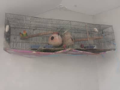 Pairs Healthy Love Birds with 2 Large Cages for Sale