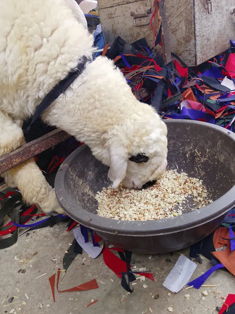 Dumba & Bakri — photo 2