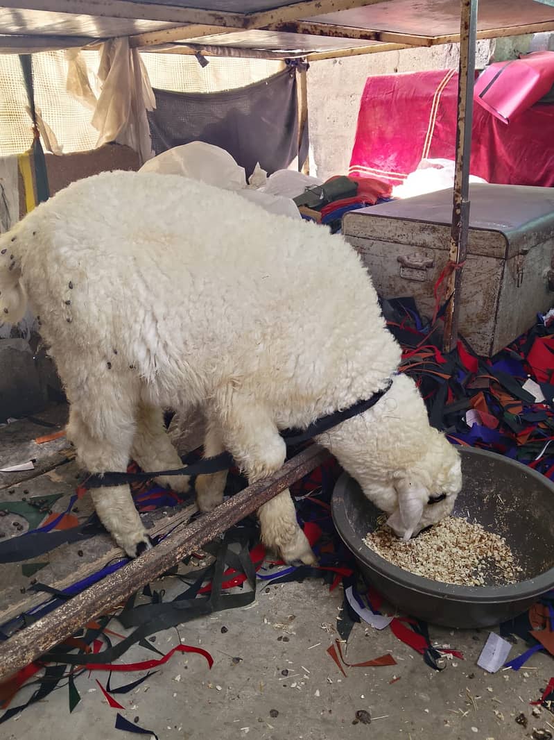 Dumba & Bakra 2