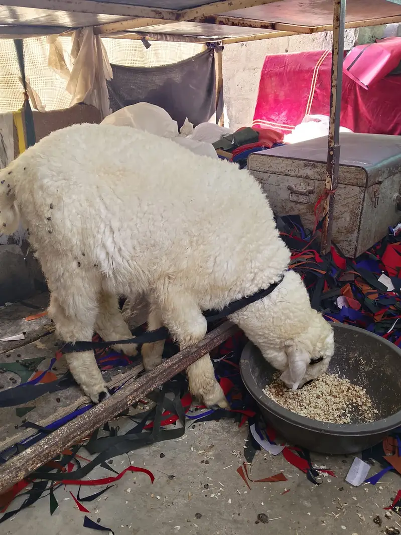 Dumba & Bakri — photo 3