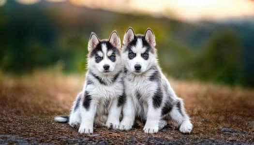 blue eyes wolly coat husky pups available for your