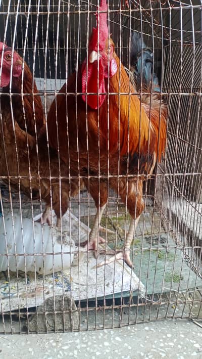 1 Hen Pair our 1 piece