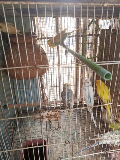 Budgies (Australian ) available different prices