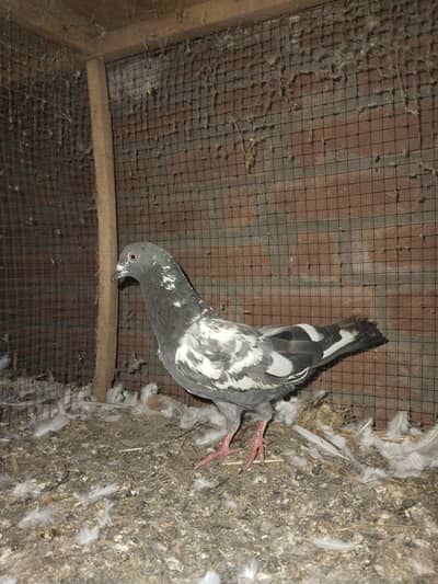 5pigeon