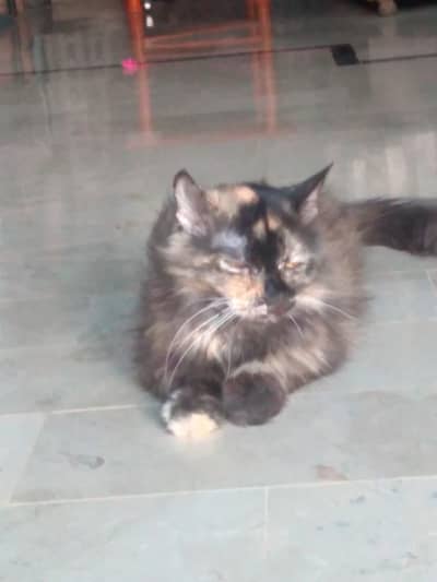 This cat is well train