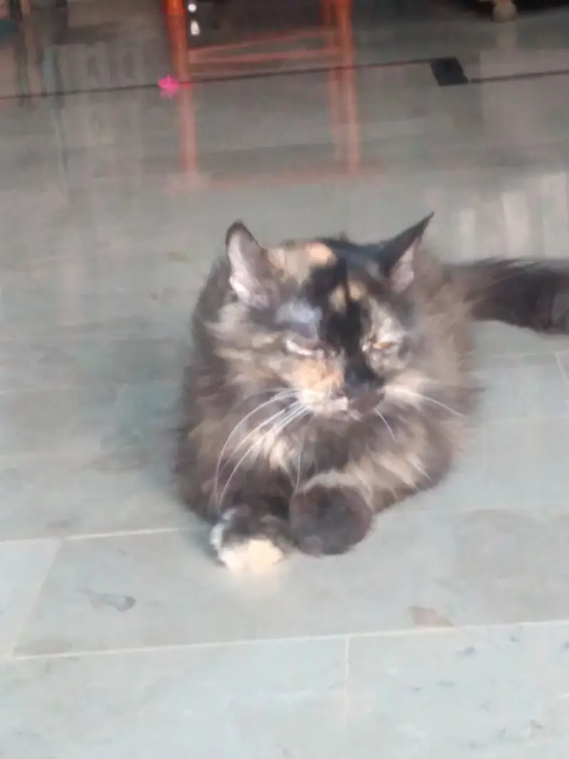 This cat is well train
