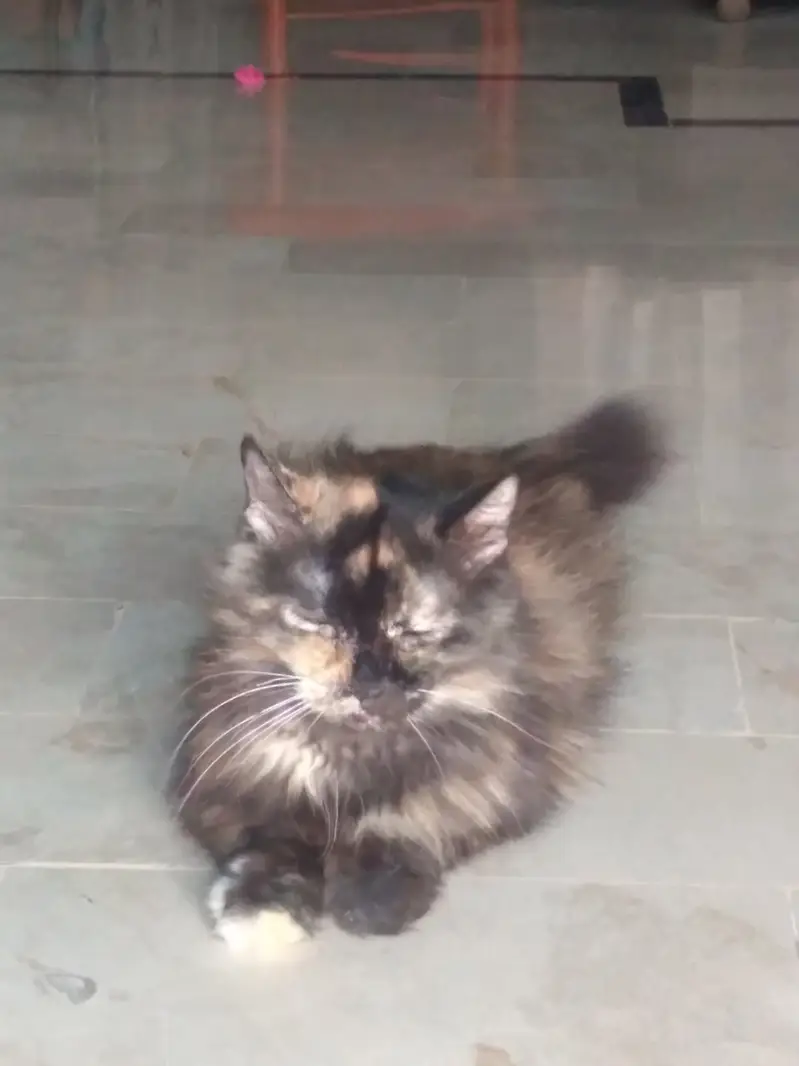 This cat is well train — photo 2