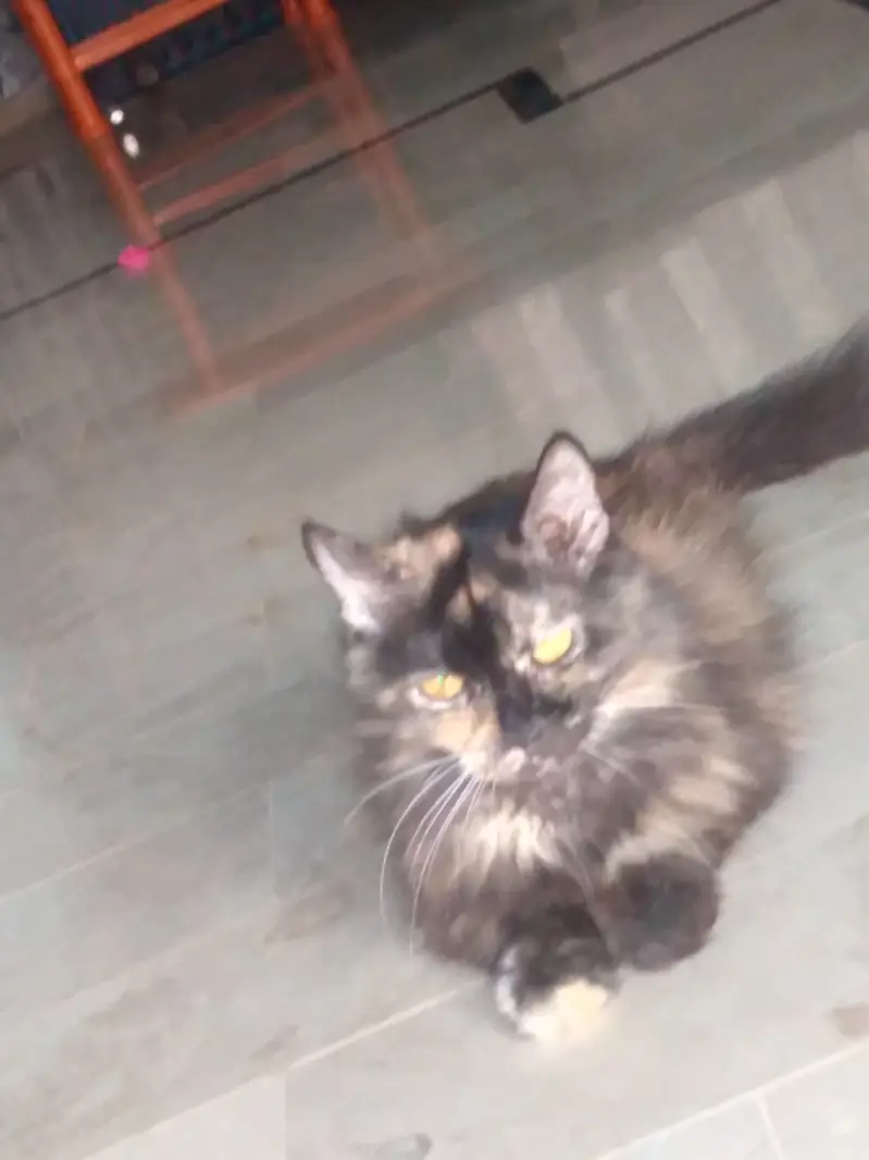 This cat is well train — photo 3