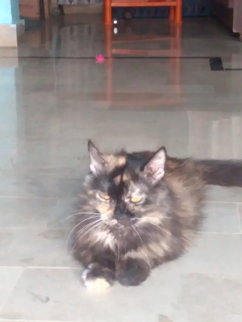 This cat is well train — photo 4