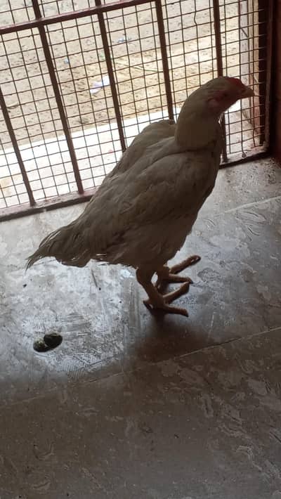 White Aseel Murgi for Sale