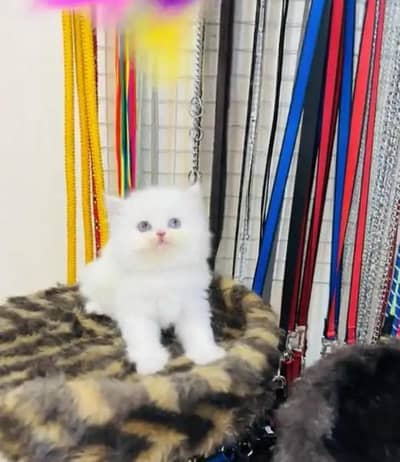 (Persian female kitten) (for sale all) (Pakistan delivery available)