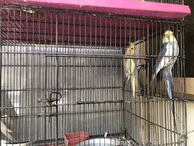 Coctails for sale