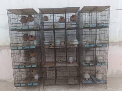 Bird Cages | Bird Accessories | Birds | Parrot Cages |Iron Cages