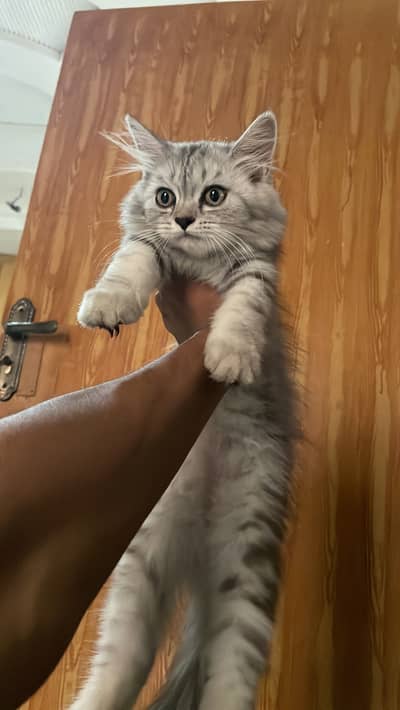 Persian cat 3 available for sale