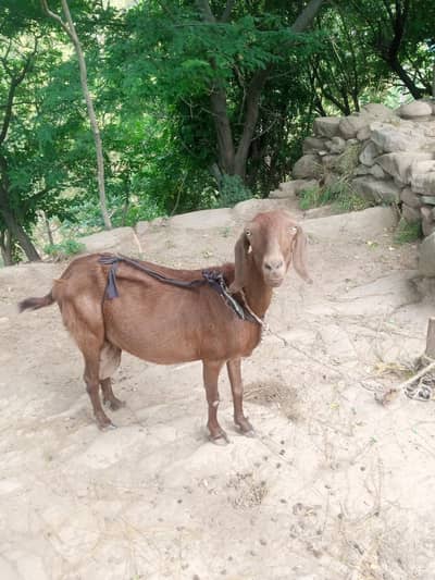 Dood Wli nasli bkri Full Height and Weight