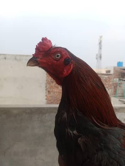 murga 10 by 10 condition