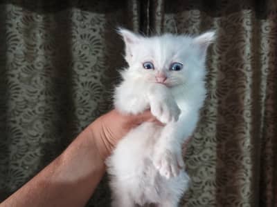 Persian kitten 1.5 month