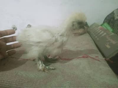 1 silky chick 5 zero size bantam