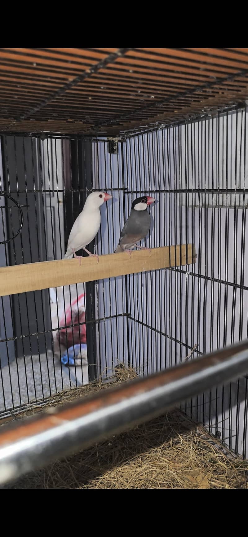 Java Finches Pair 0