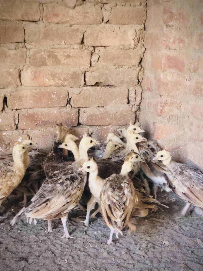peacocks  1