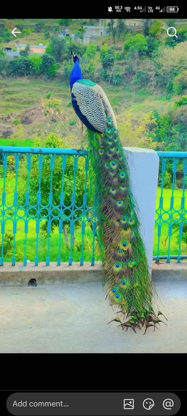 peacocks  4