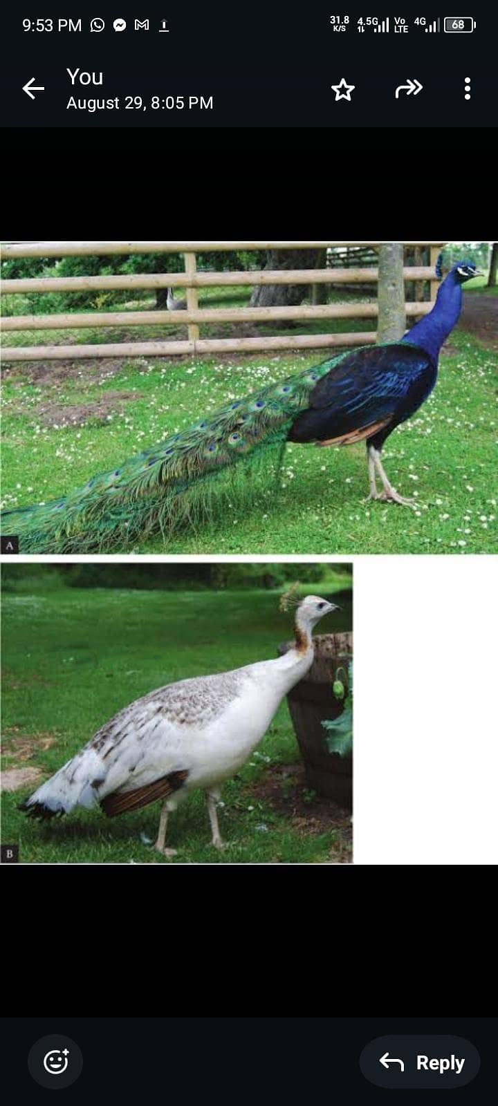 peacocks  5