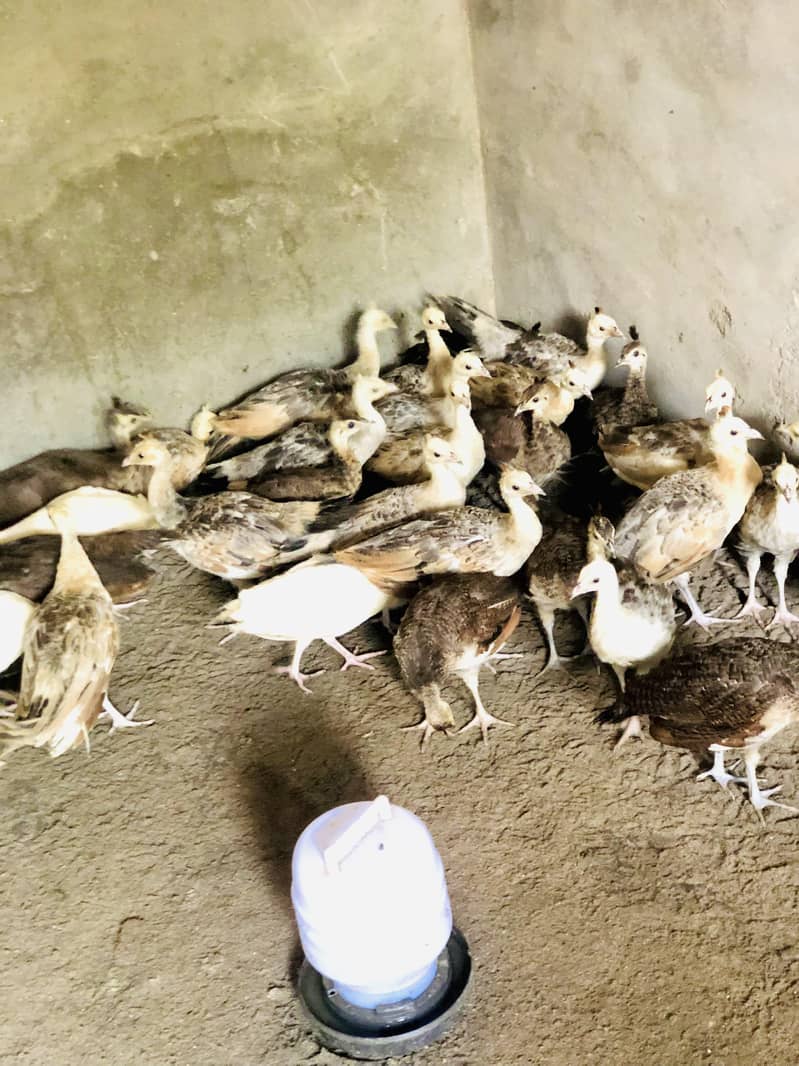 peacocks  6
