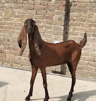 goats for sale