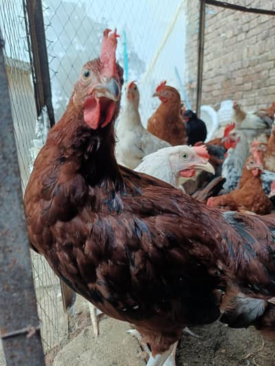 Dessi murga for sale active Healthy and vaccinated