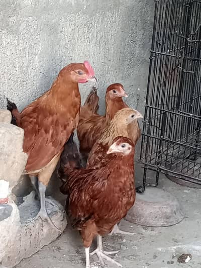 pathay for sale 1+3