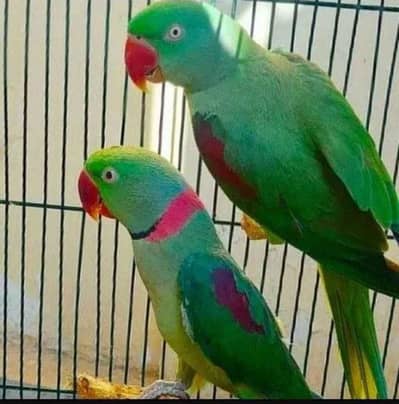 healthy and Active tamed pair