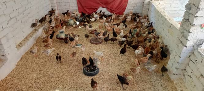 golden misi mix  % guaranted vaccinated