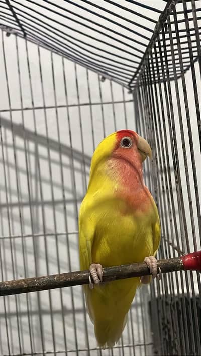 Common latino Breeder female